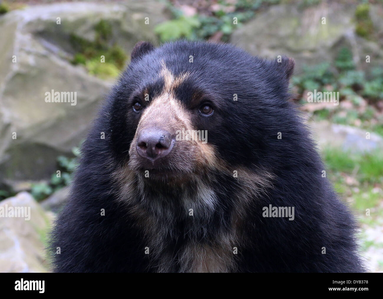 Spectacled o orso andino (Tremarctos ornatus), rivolta verso la telecamera, dettagliata di close-up di testa Foto Stock