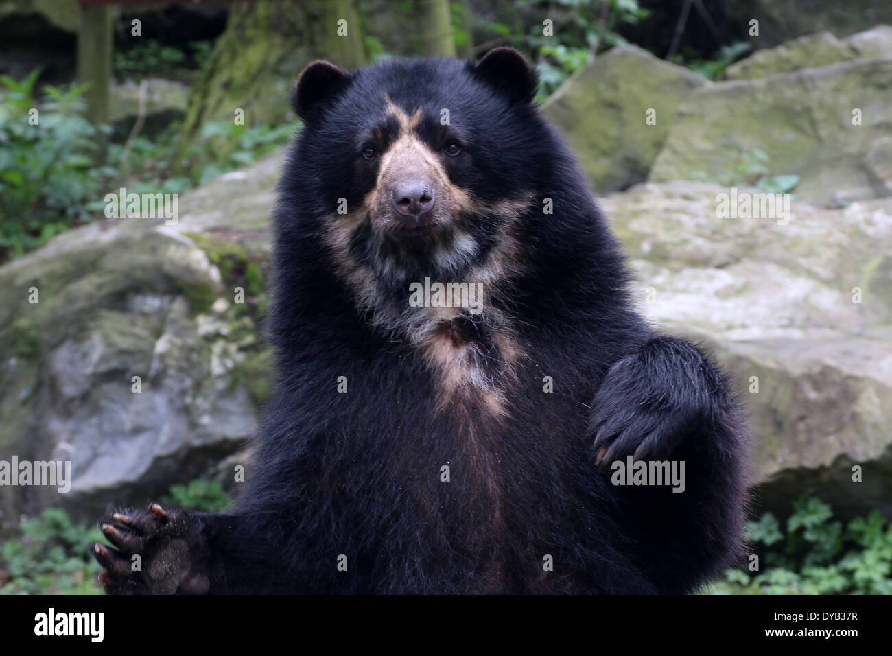Spectacled o orso andino (Tremarctos ornatus) in piedi sulle zampe posteriori, zampe in aria Foto Stock