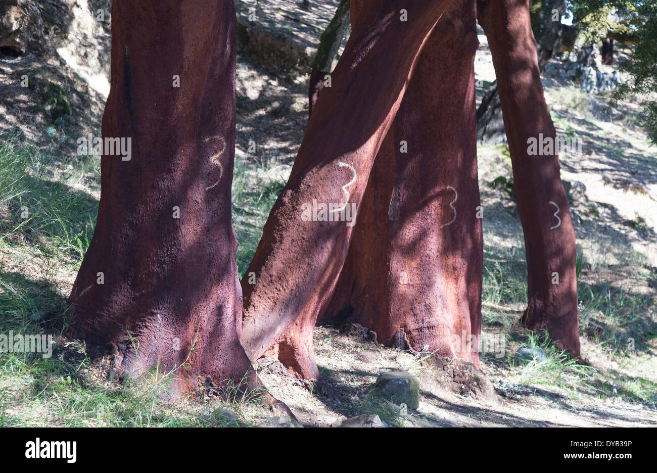 Quercia da sughero (Quercus suber) vicino a Monchique, Algarve, PORTOGALLO Foto Stock