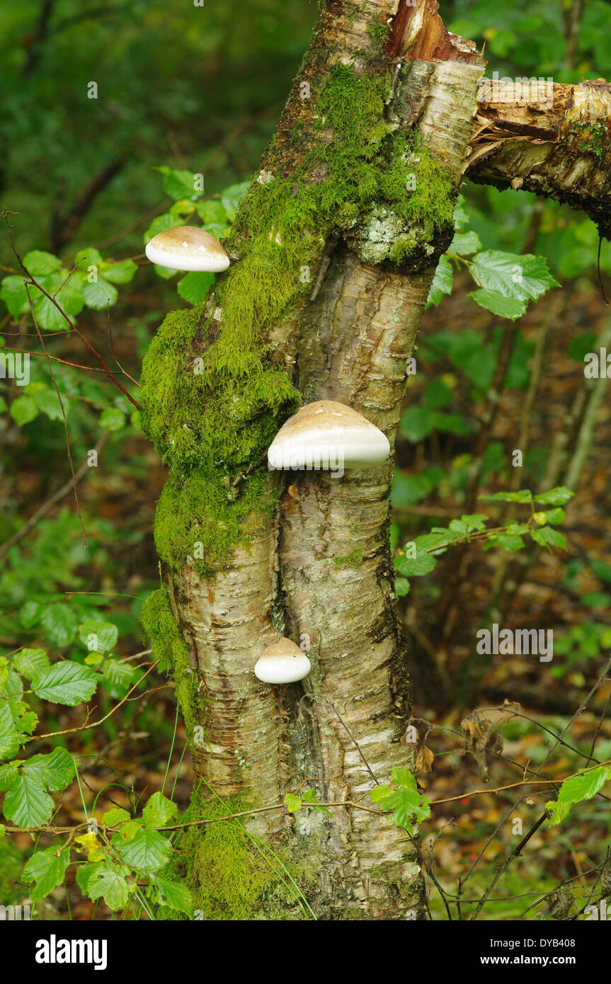 Birch polypore o razorstrop fungo - Piptoporus betulinus Foto Stock