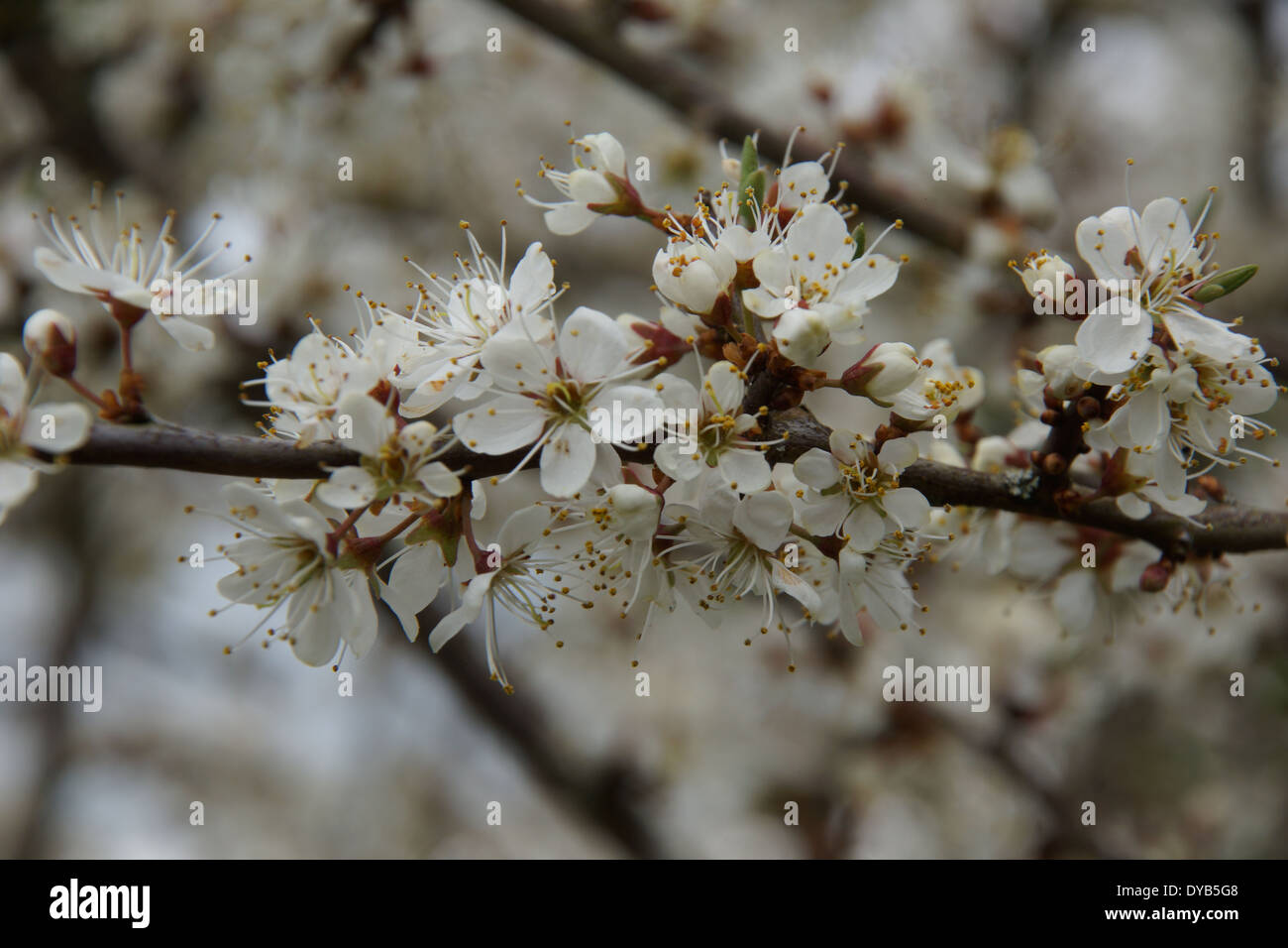 Primavera sbocciano i fiori su un Prugnolo bush Foto Stock