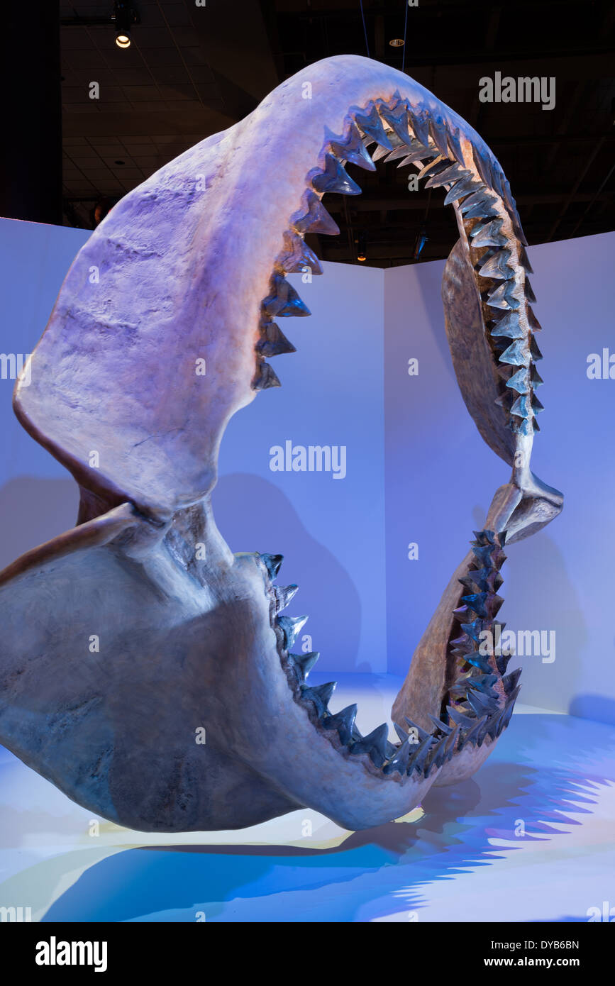 Ganascia di un fossile Megalodon. Il Oligocene al Pleistocene Superiore età. Foto Stock