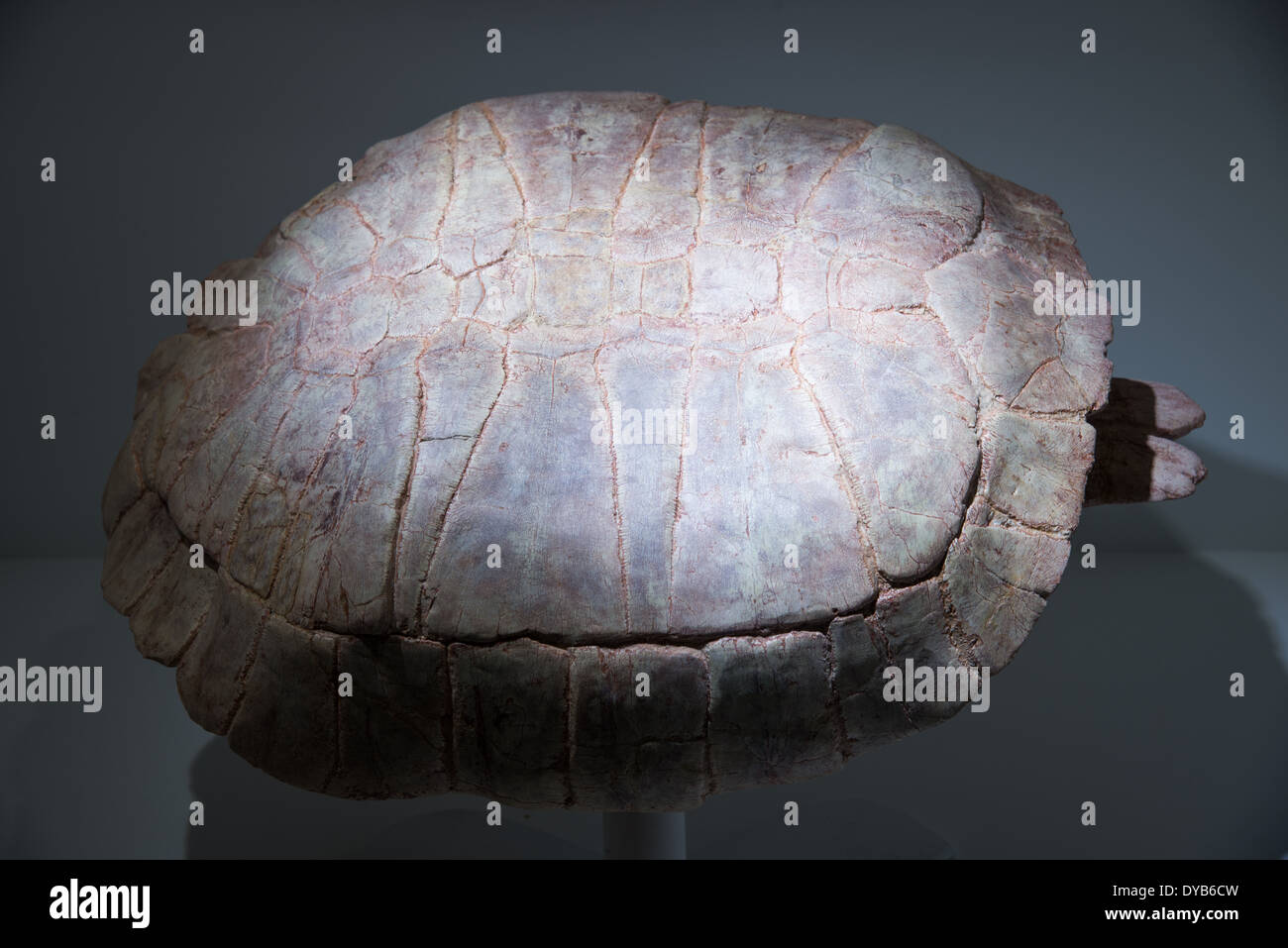 Gopher fossili di guscio di tartaruga. Età Oligocene. Foto Stock