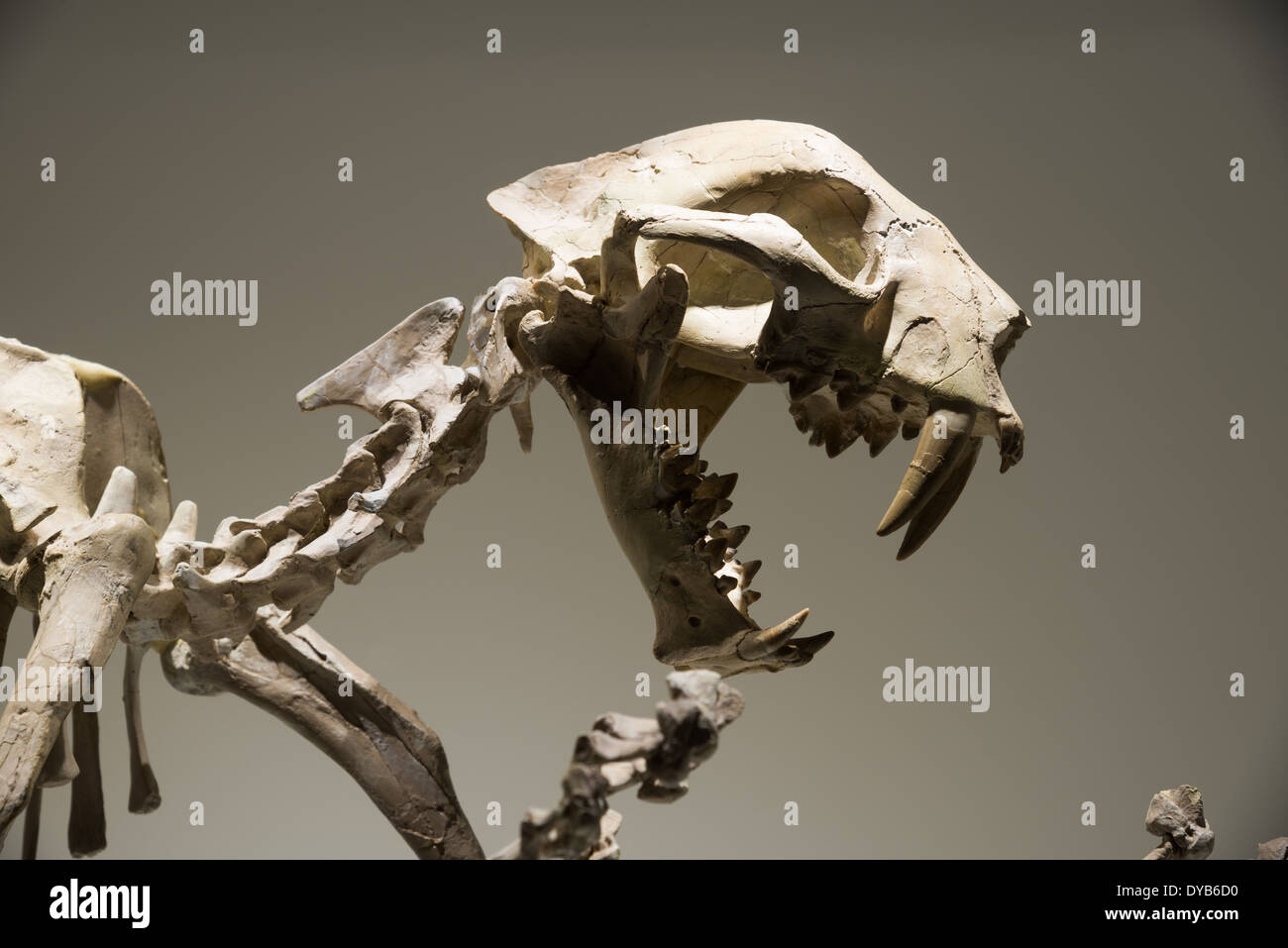 Lo scheletro di fossili di una sciabola-gatto dentata (Dinictis felina). Età Oligocene. Foto Stock