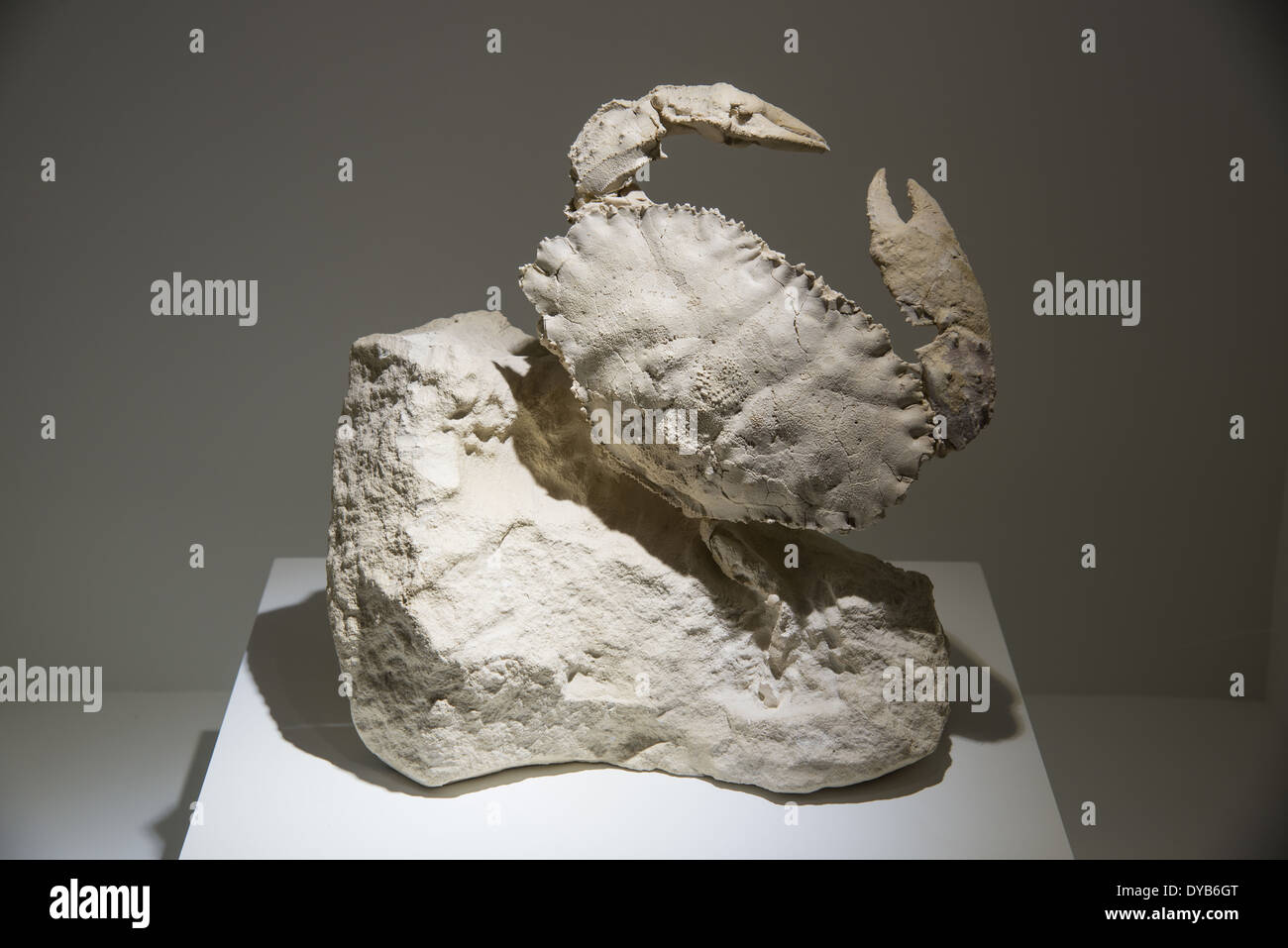 Cast fossile di un grande granchio (sismondae Cancro). Età Oligocene. Foto Stock
