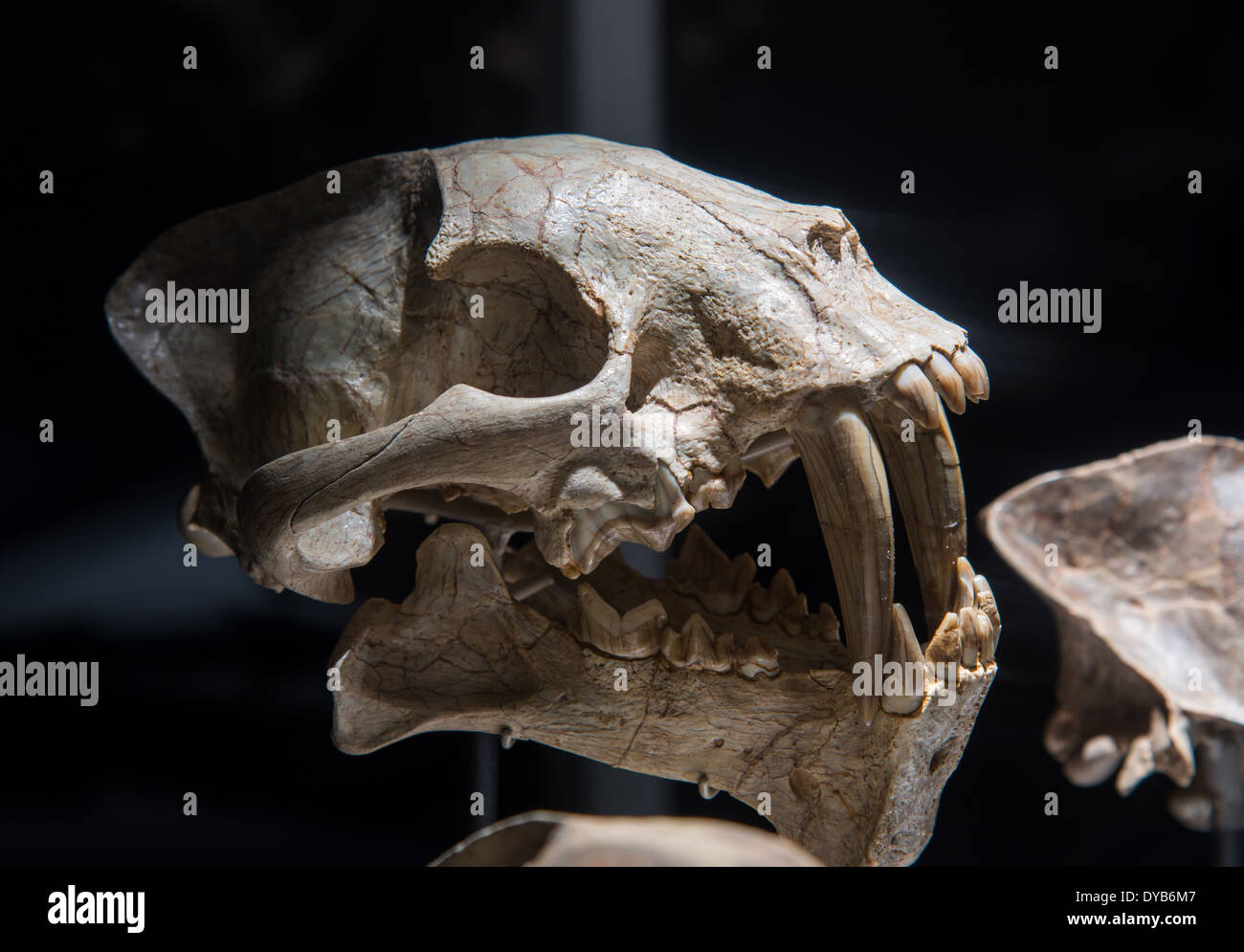 Cranio fossile di una sciabola-dentata cat. Età Oligocene. Foto Stock