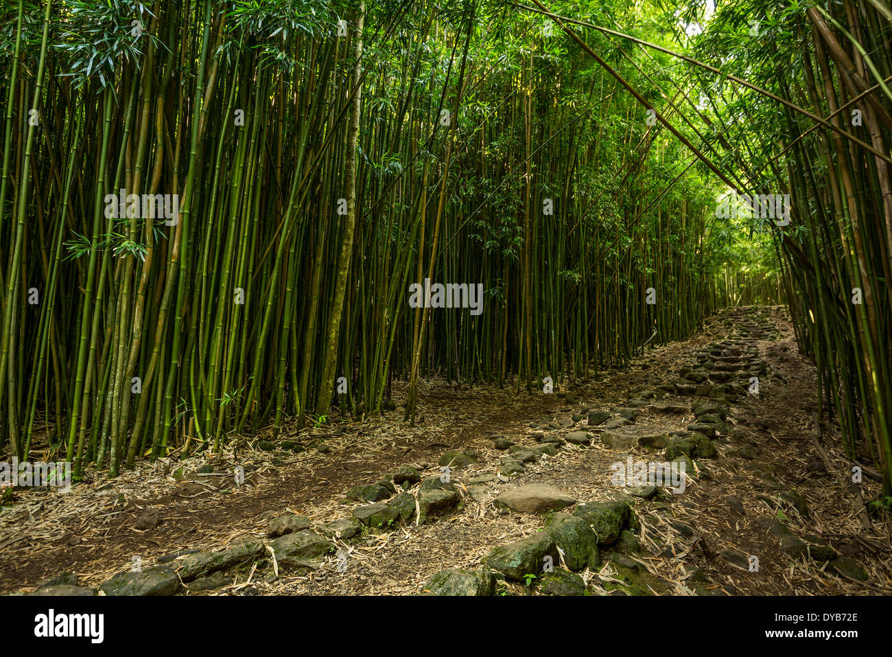 Il magico e misterioso bosco di bambù di Maui. Foto Stock
