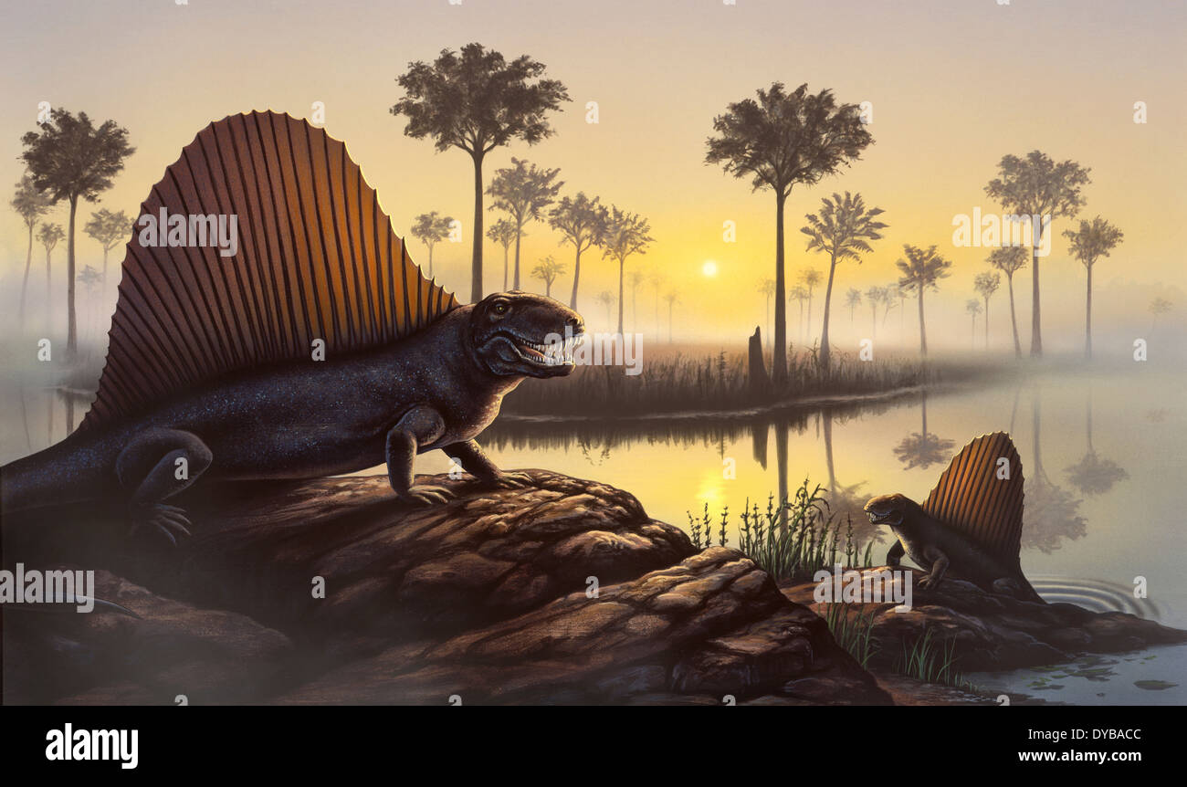 Il navigato-back Dimetrodon, che in realtà era un mammifero-come rettile e non un dinosauro, sunbathes in una palude primordiale. Foto Stock