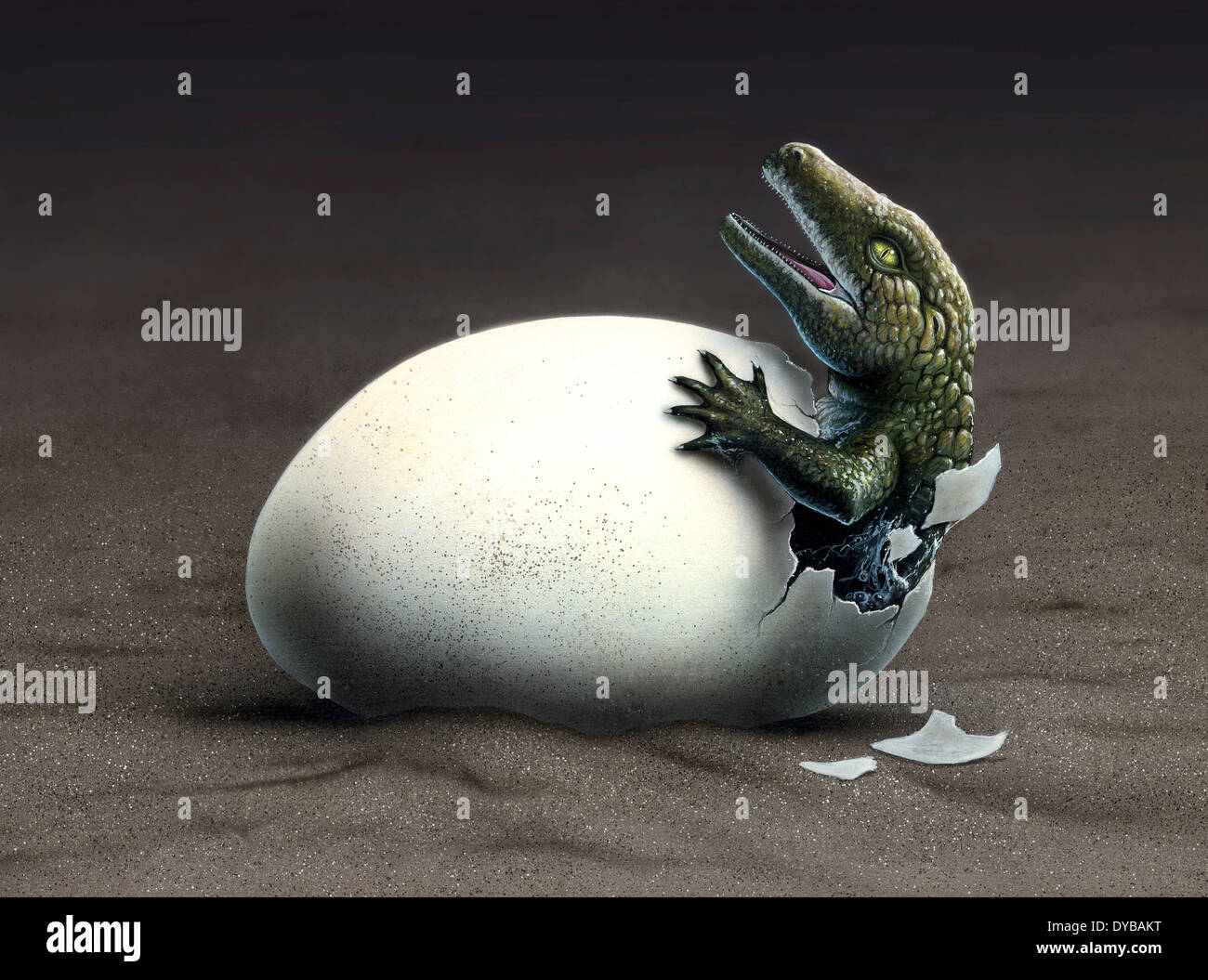 Un inizio di dinosauro ancester, Seymouria, portelli da un uovo. Foto Stock