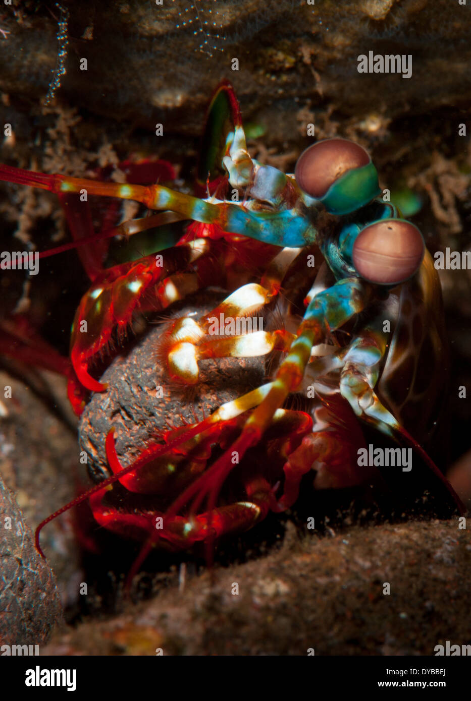 Canocchia Pavone (Odontodactylus scyllarus) spostare una roccia per fare un nido, Tulamben, Bali, Indonesia. Foto Stock