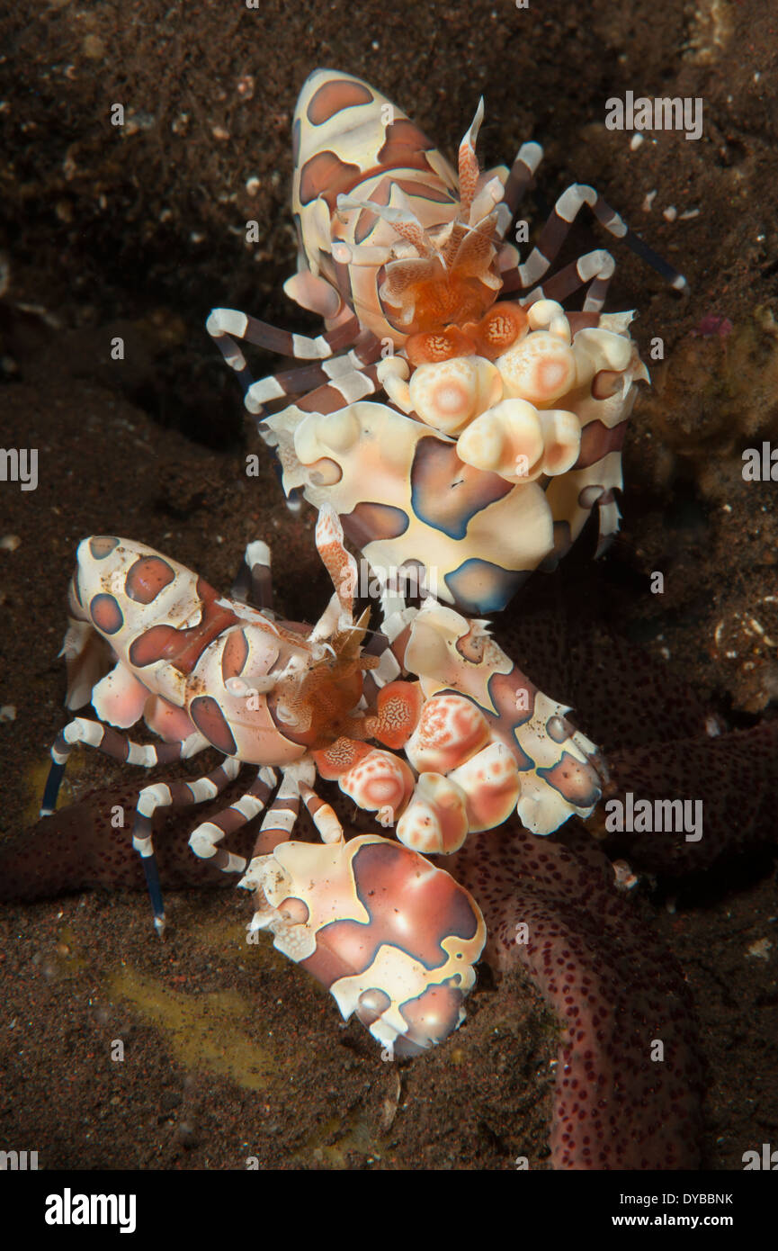 Una coppia di gambero arlecchino (Hymenocera elegans), alimentazione spenta una stella di mare, Tulamben, Bali, Indonesia. Foto Stock