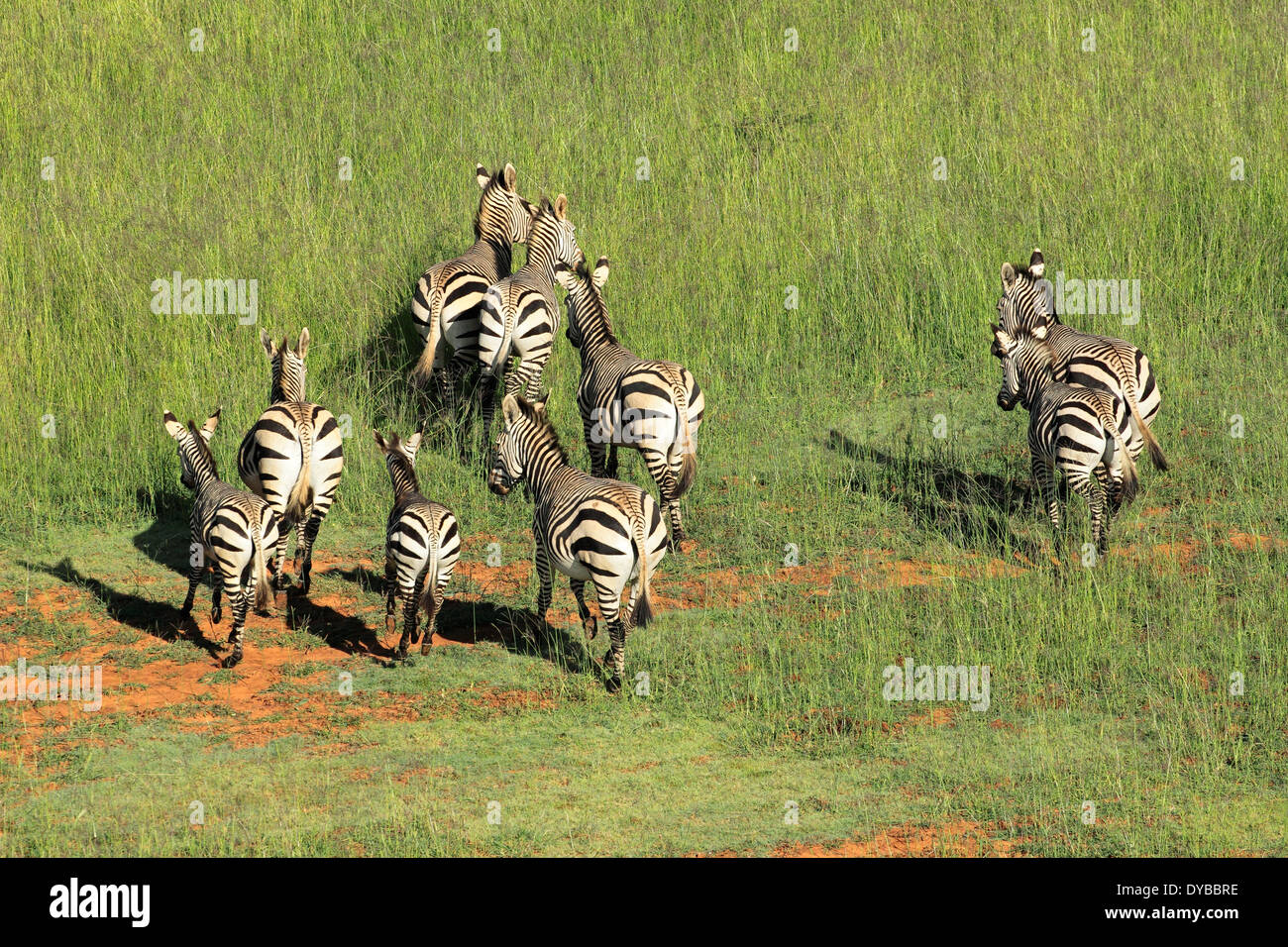 Vista aerea della montagna Hartmanns zebre (Equus zebra hartmannae) nella prateria, Sud Africa Foto Stock