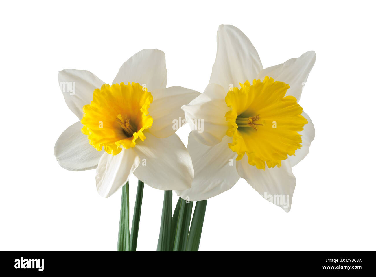 White daffodil con foglie e gambo isolato su sfondo bianco Foto Stock