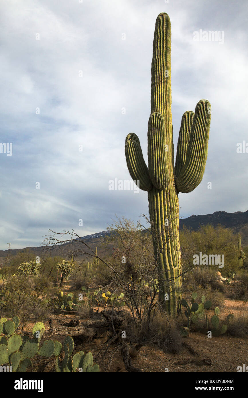 L'Arizona Parco nazionale del Saguaro East Foto Stock