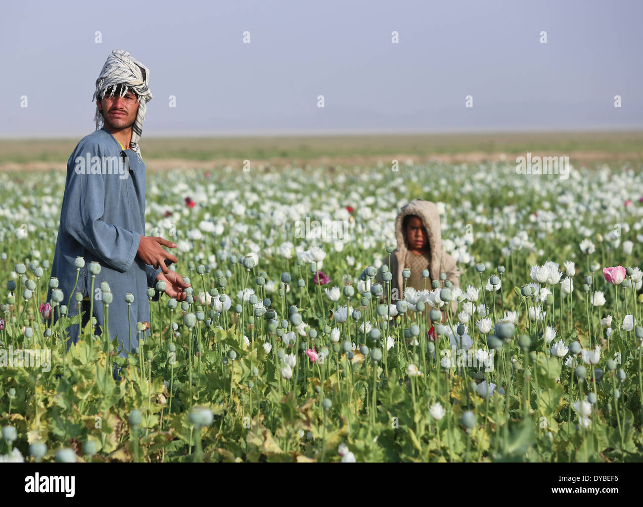 Gli agricoltori afghani opera in loro di papavero da oppio campi Aprile 12, 2014 in Passau Village, provincia di Helmand, Afghanistan. Foto Stock