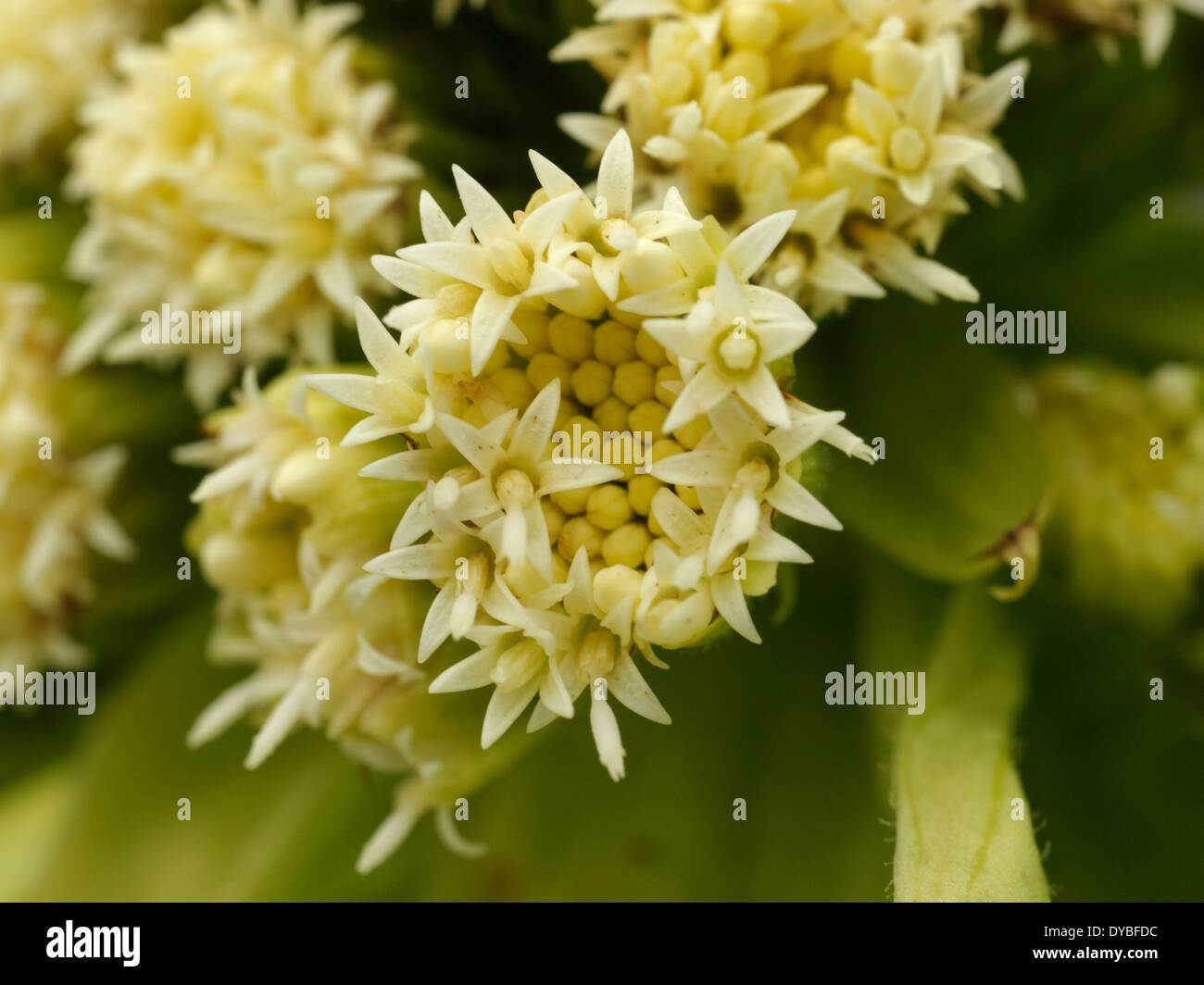 Butterbur gigante, Petasites japonicus, fiore Foto Stock