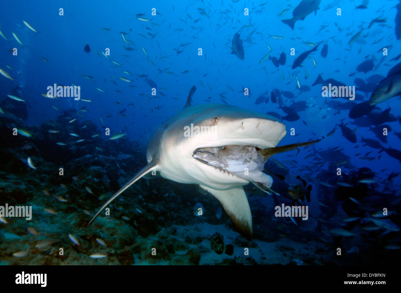 Squalo toro, Carcharhinus leucas, nuota con il pesce in bocca, Beqa lagoon, Viti Levu, Figi e Sud Pacifico Foto Stock