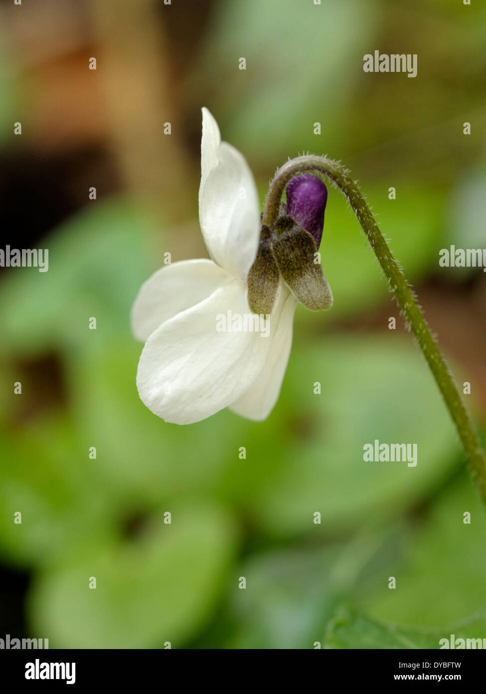 Viola Mammola, Viola odorata Foto Stock