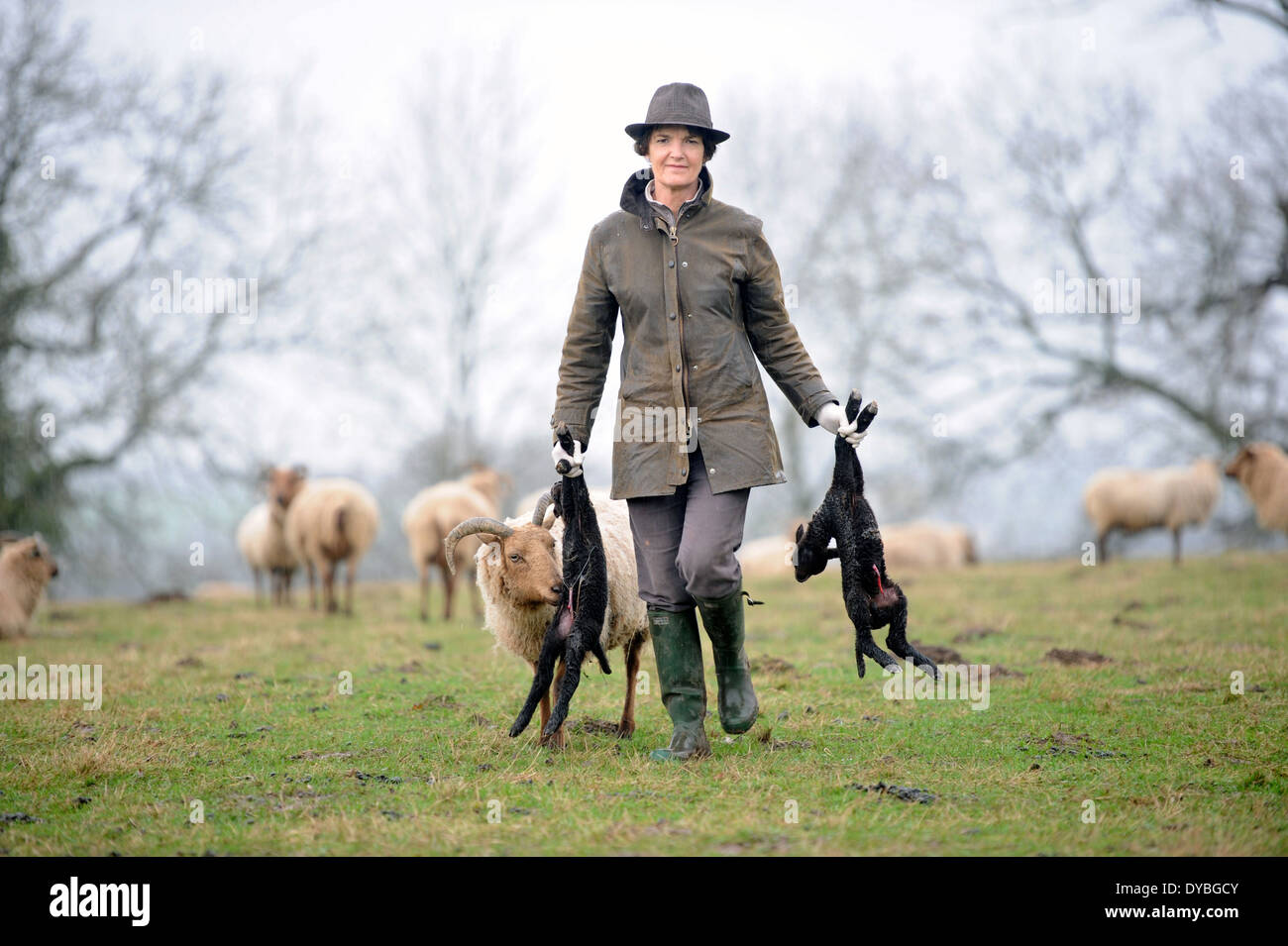 Una femmina di contadino raccoglie gli agnelli a molla dal suo gregge di Manx Loaghtan pecore, WILTSHIRE REGNO UNITO Foto Stock