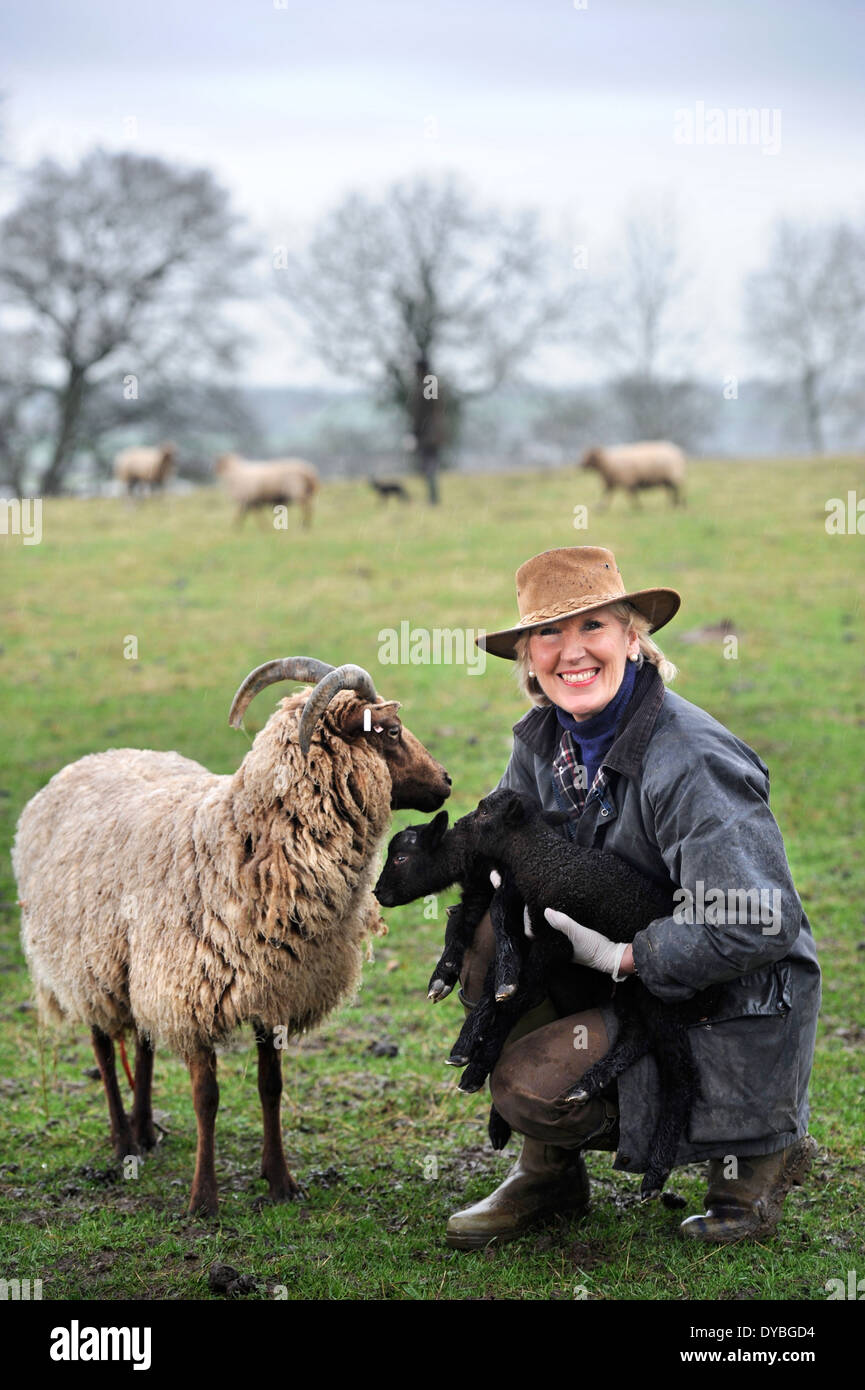 Una femmina di contadino raccoglie gli agnelli a molla dal suo gregge di Manx Loaghtan pecore, WILTSHIRE REGNO UNITO Foto Stock
