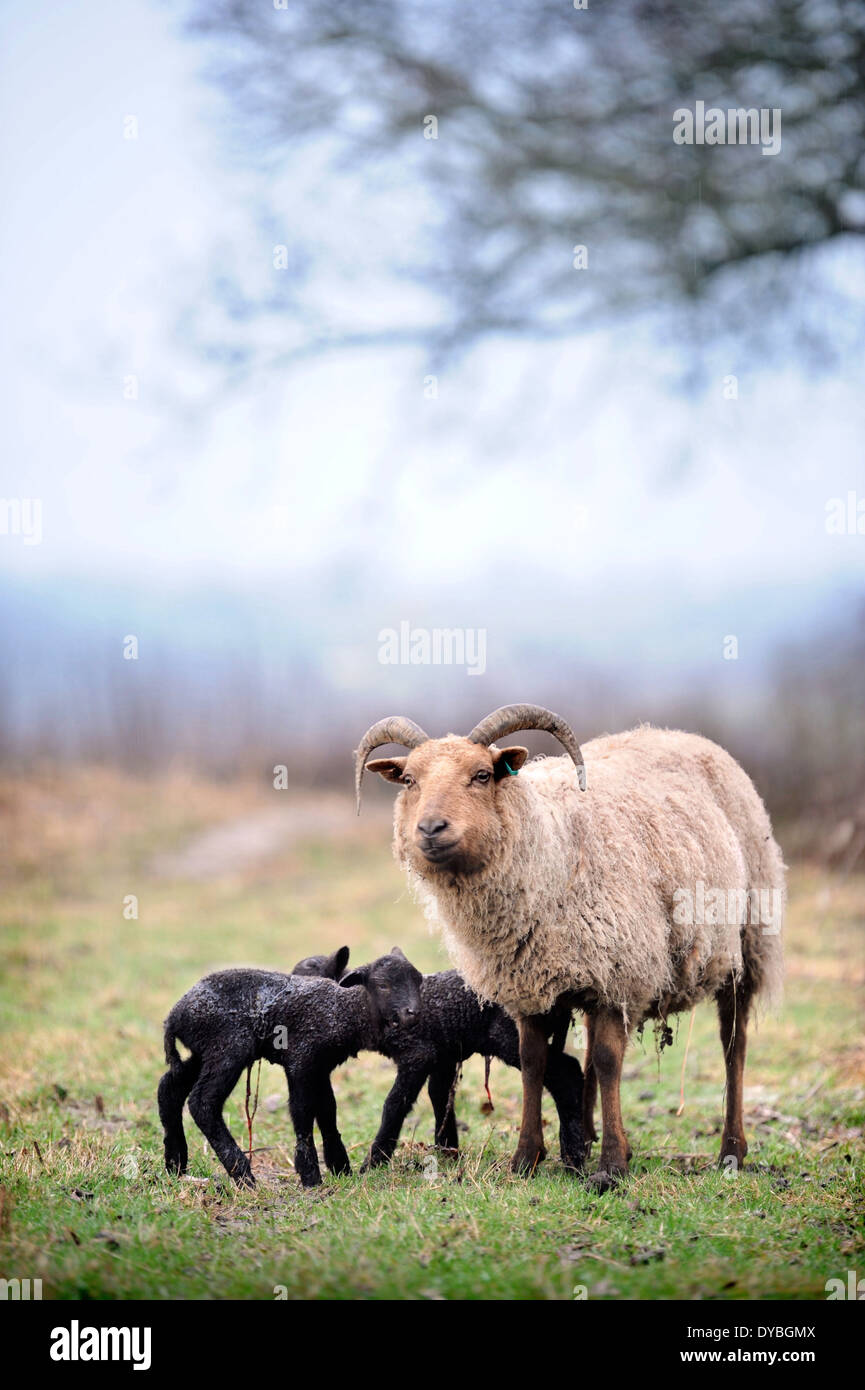 Manx Loaghtan pecore con i loro agnelli a molla, WILTSHIRE REGNO UNITO Foto Stock