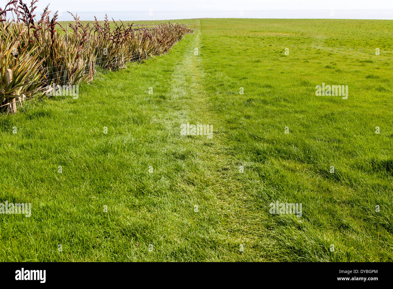 La prateria a punto di pendenza, Nuova Zelanda Foto Stock