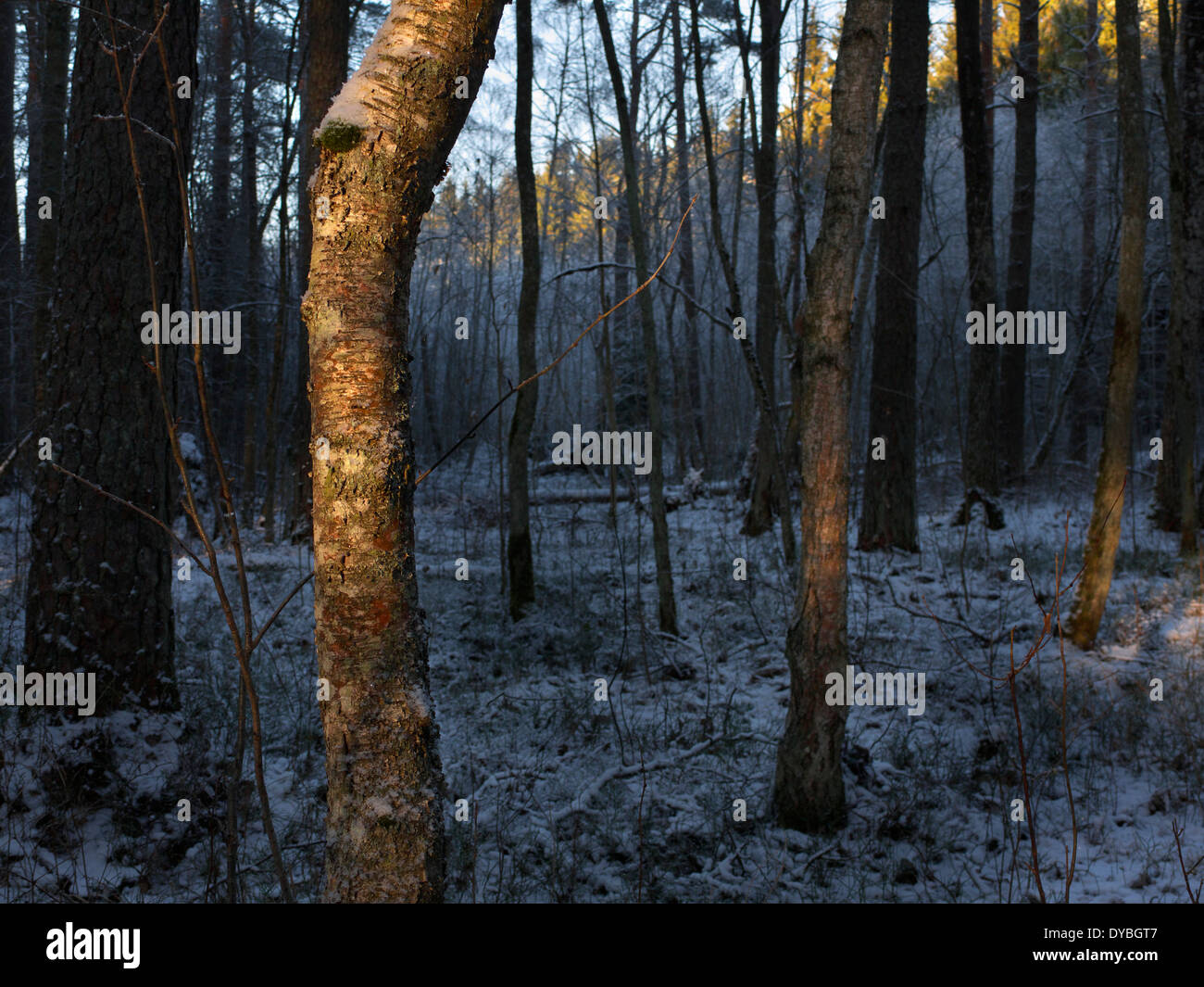 L'estone nevoso inverno foresta paesaggio di sera vicino a Tartu nel gennaio 2014 Foto Stock