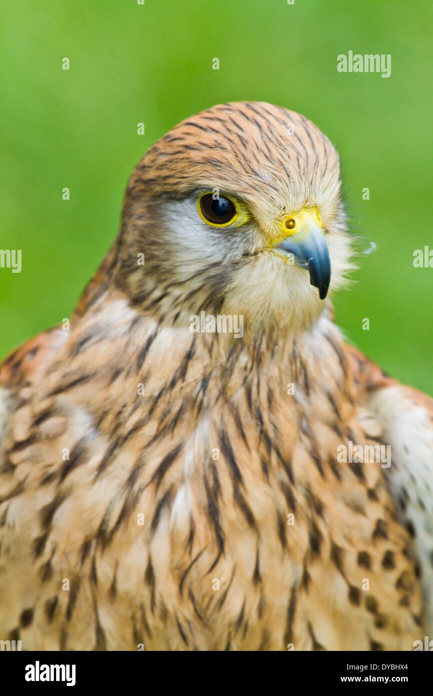 Il Gheppio Foto Stock