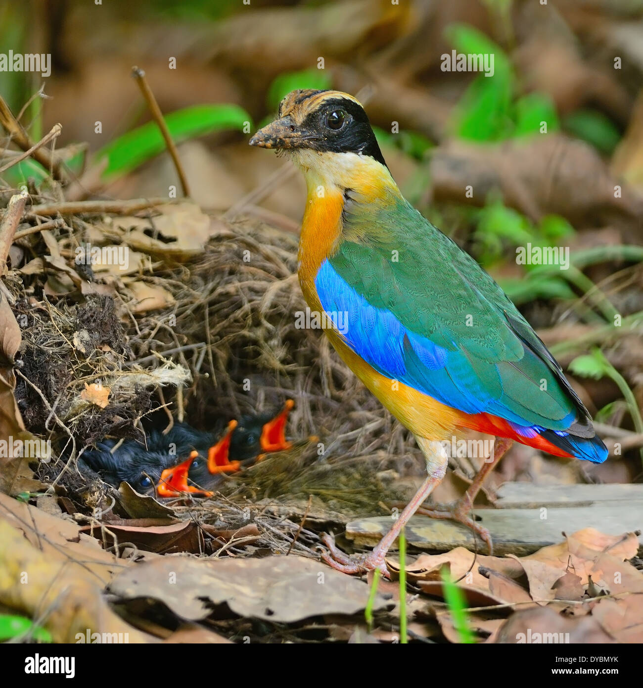 Colorati uccelli Pitta, Blu-winged Pitta (Pitta moluccensis) con i suoi pulcini, in piedi sul suolo Foto Stock