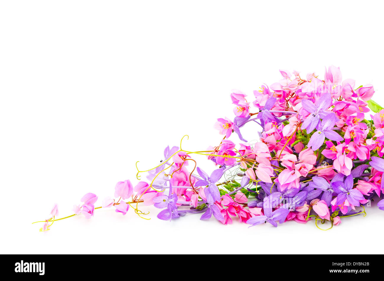 Fiori d'estate sfondo, bella rosa e viola fiore, isolato su uno sfondo bianco Foto Stock