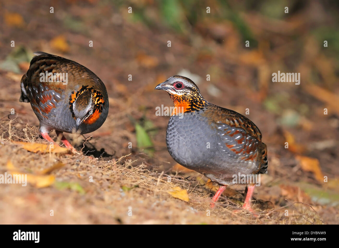 Bella la pernice, la coppia di Rufous-throated pernice (Arborophila rufogularis) presi in Thailandia Foto Stock