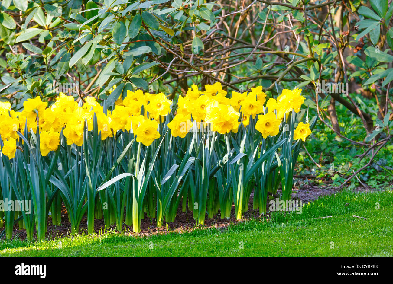 Bel giallo narcisi in primavera. Foto Stock