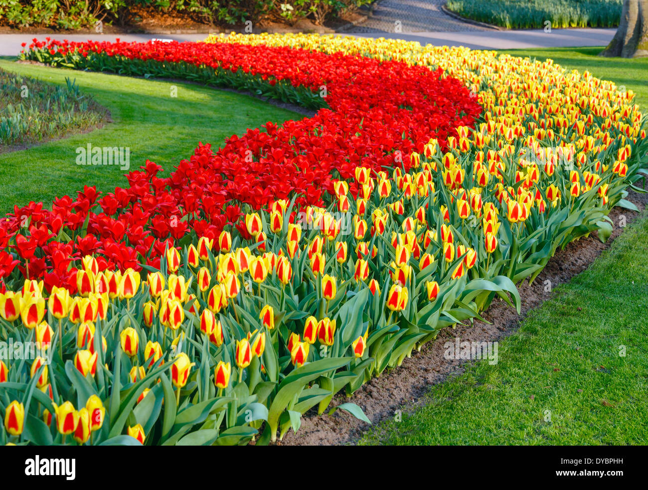 Bel rosso e tulipani gialli in primavera. Foto Stock