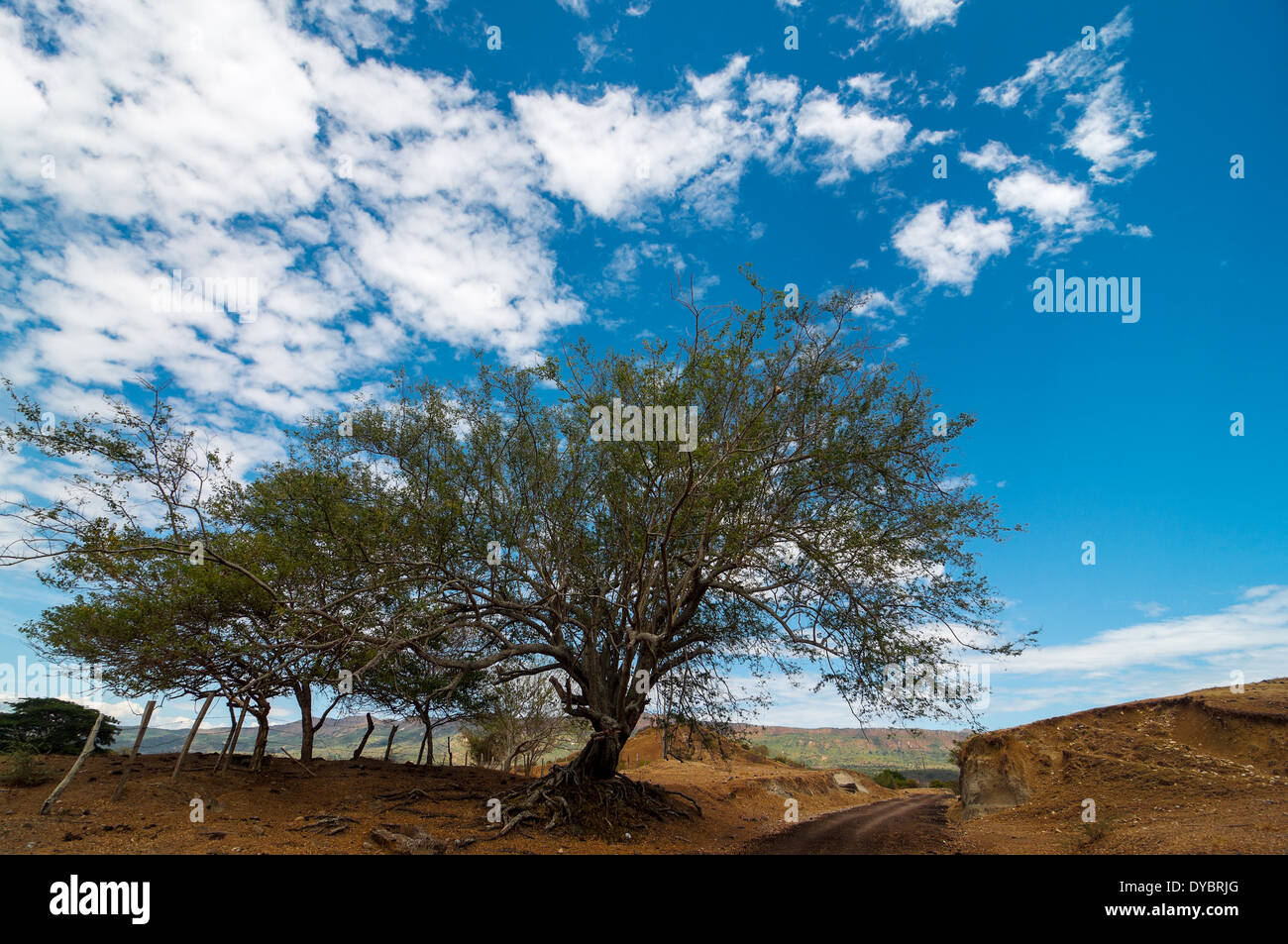Strada di campagna in un deserto con un secco vecchio albero ritorto in Huila, Colombia Foto Stock