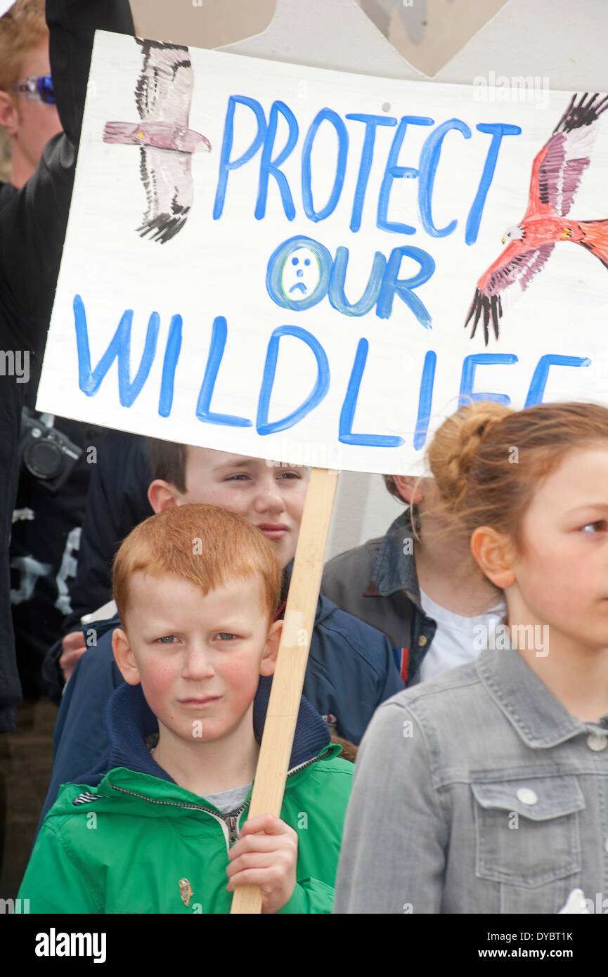 La fauna selvatica i manifestanti contro l avvelenamento degli uccelli rapaci in Inverness-shire Highlands Scozzesi. SCO 9040. Foto Stock