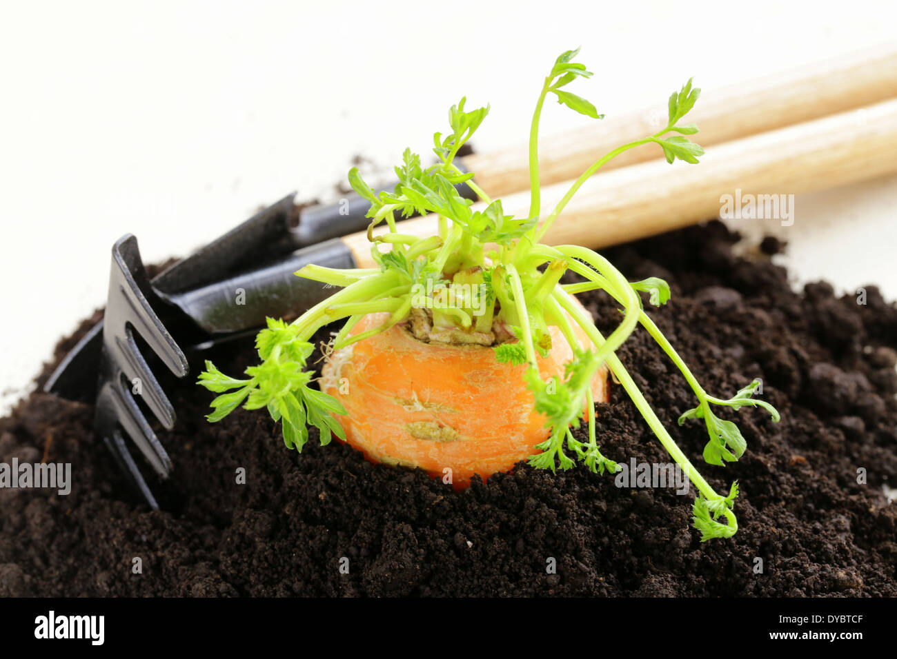 Carote organico crescono fuori del terreno - fresche, alimenti naturali Foto Stock