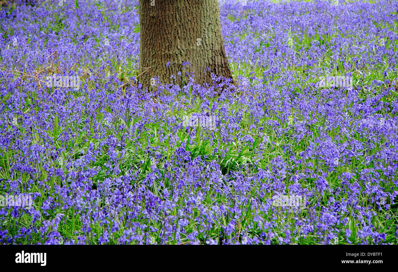 Nativo bluebells inglese (hyacinthoides non scripta) a Ryton di legno in Warwickshire, Inghilterra, Regno Unito - Maggio Foto Stock