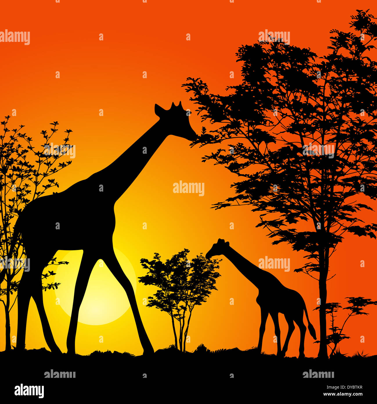 Le giraffe silhouette Foto Stock