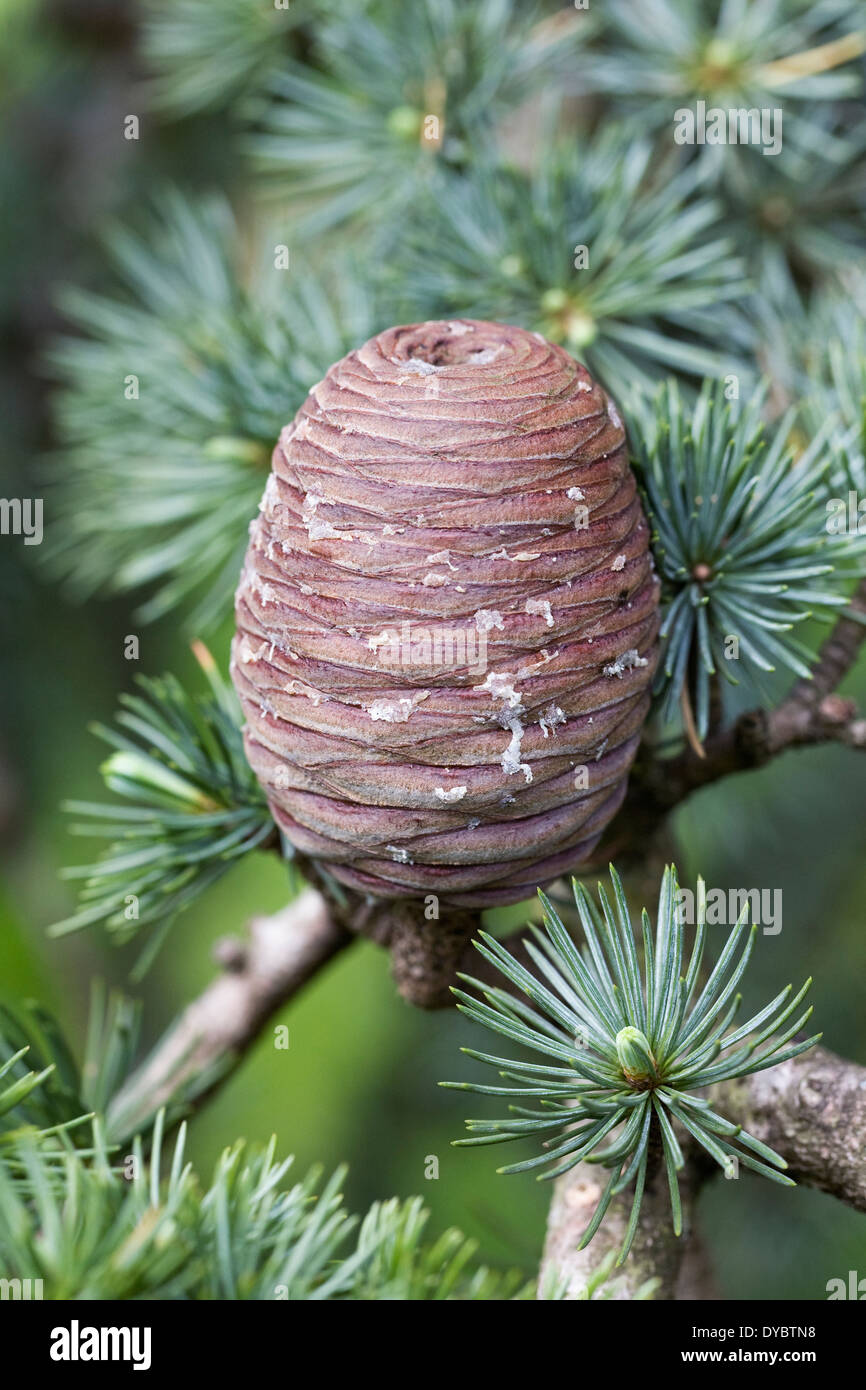Cedrus atlantica pigna. Atlas cedro. Foto Stock