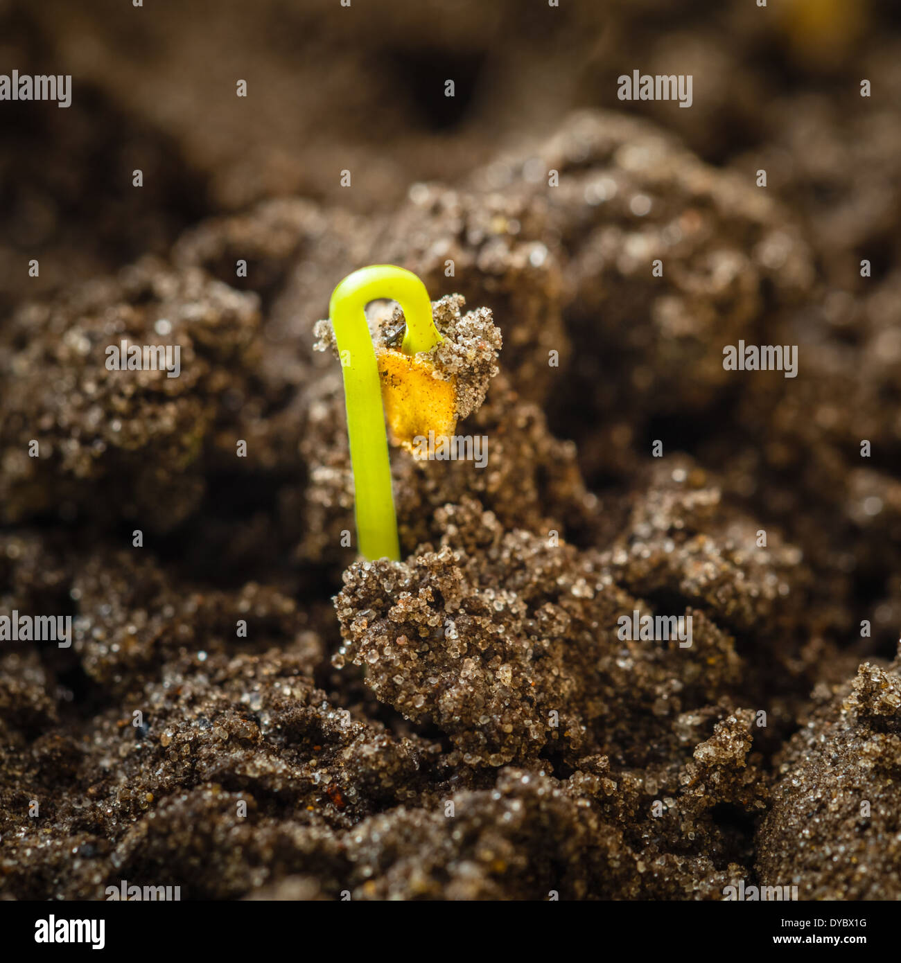 Germoglio verde che cresce dal seme. Simbolo di primavera, il concetto di vita nuova Foto Stock