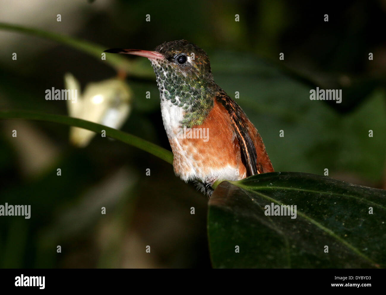 Sud Americana Amazilia o Emerald hummingbird ( Amazilia amazilia) Foto Stock