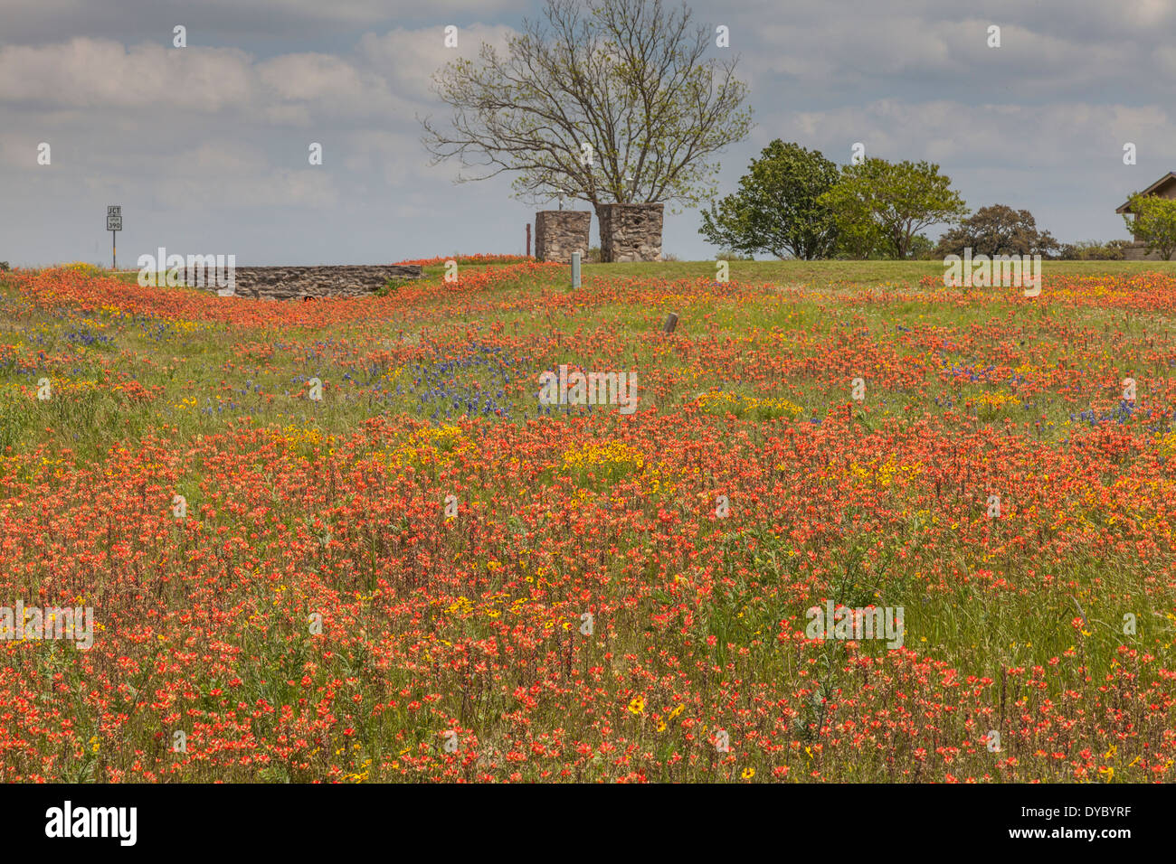 Campo del pennello indiano e altri fiori selvatici al vecchio Baylor College Park di indipendenza, Texas. Foto Stock