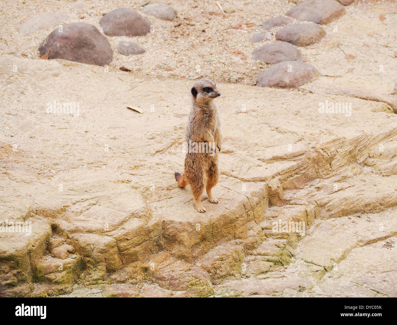 Un meerkat (Suricata suricatta) in piedi sulle zampe posteriori Foto Stock