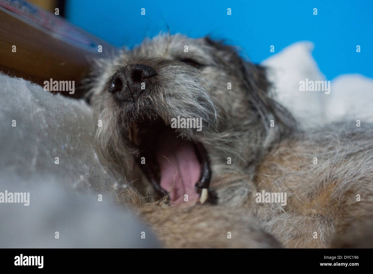 Cane capelli cane dorme sogna border terrier Foto Stock