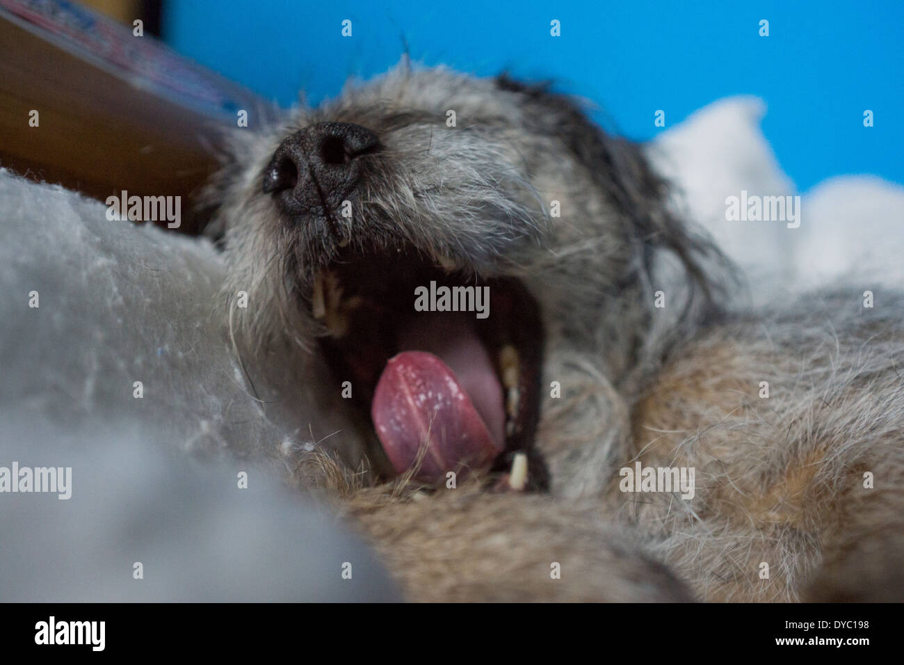 Cane capelli cane dorme sogna border terrier Foto Stock