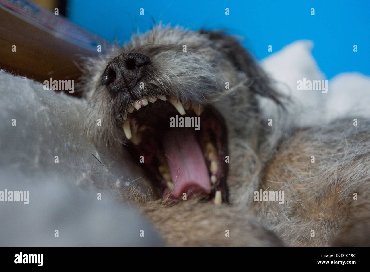 Cane capelli cane dorme sogna border terrier Foto Stock