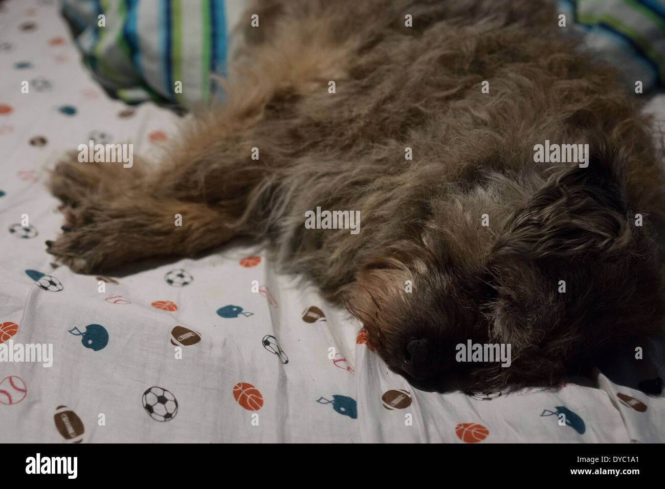 BORDER TERRIER zampa faccia orecchi SLEEPING Foto Stock