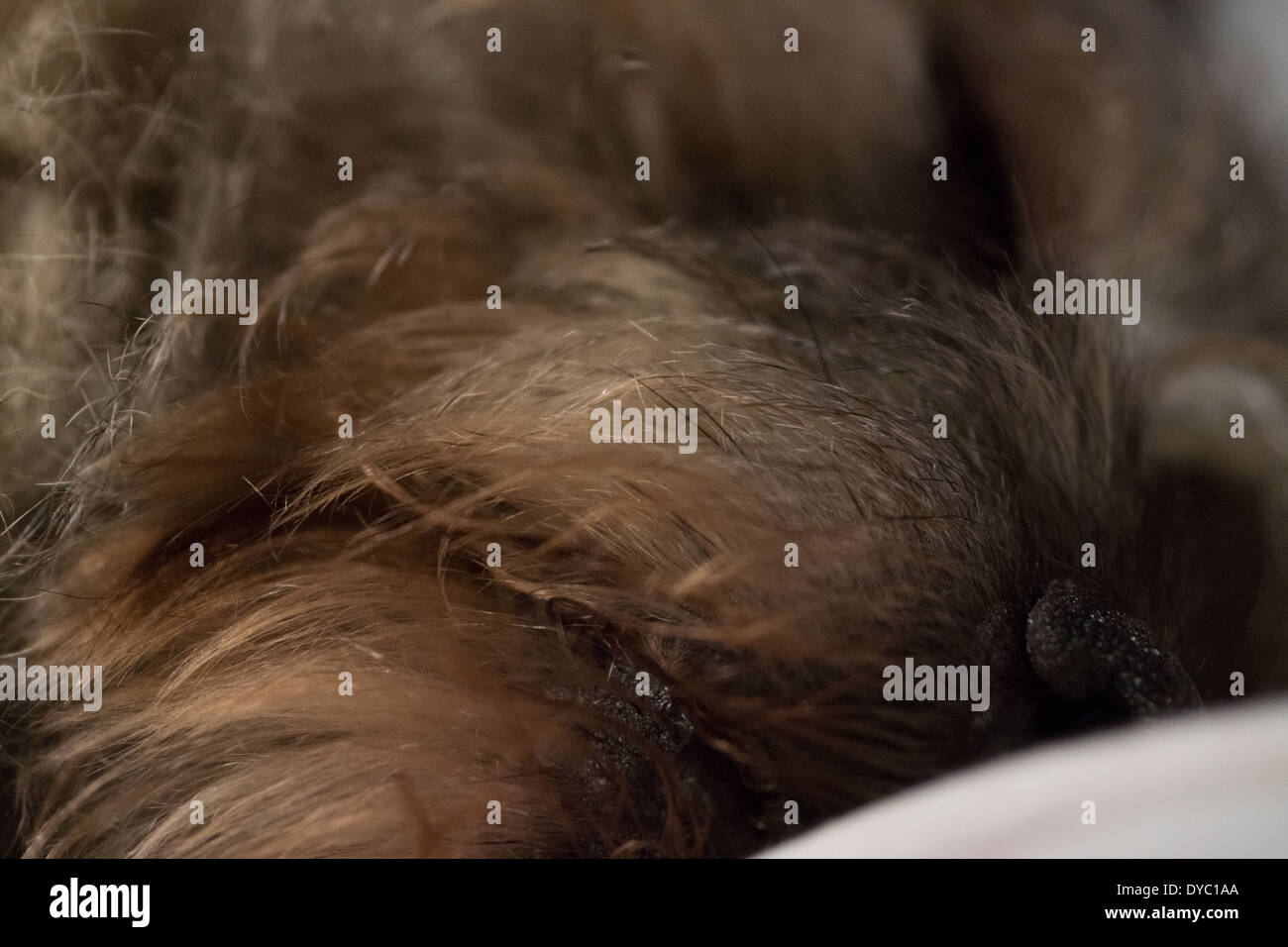 BORDER TERRIER zampa faccia orecchi SLEEPING Foto Stock