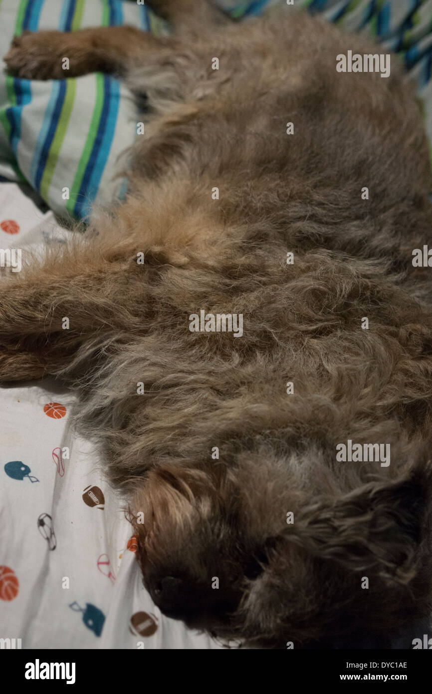 BORDER TERRIER zampa faccia orecchi SLEEPING Foto Stock