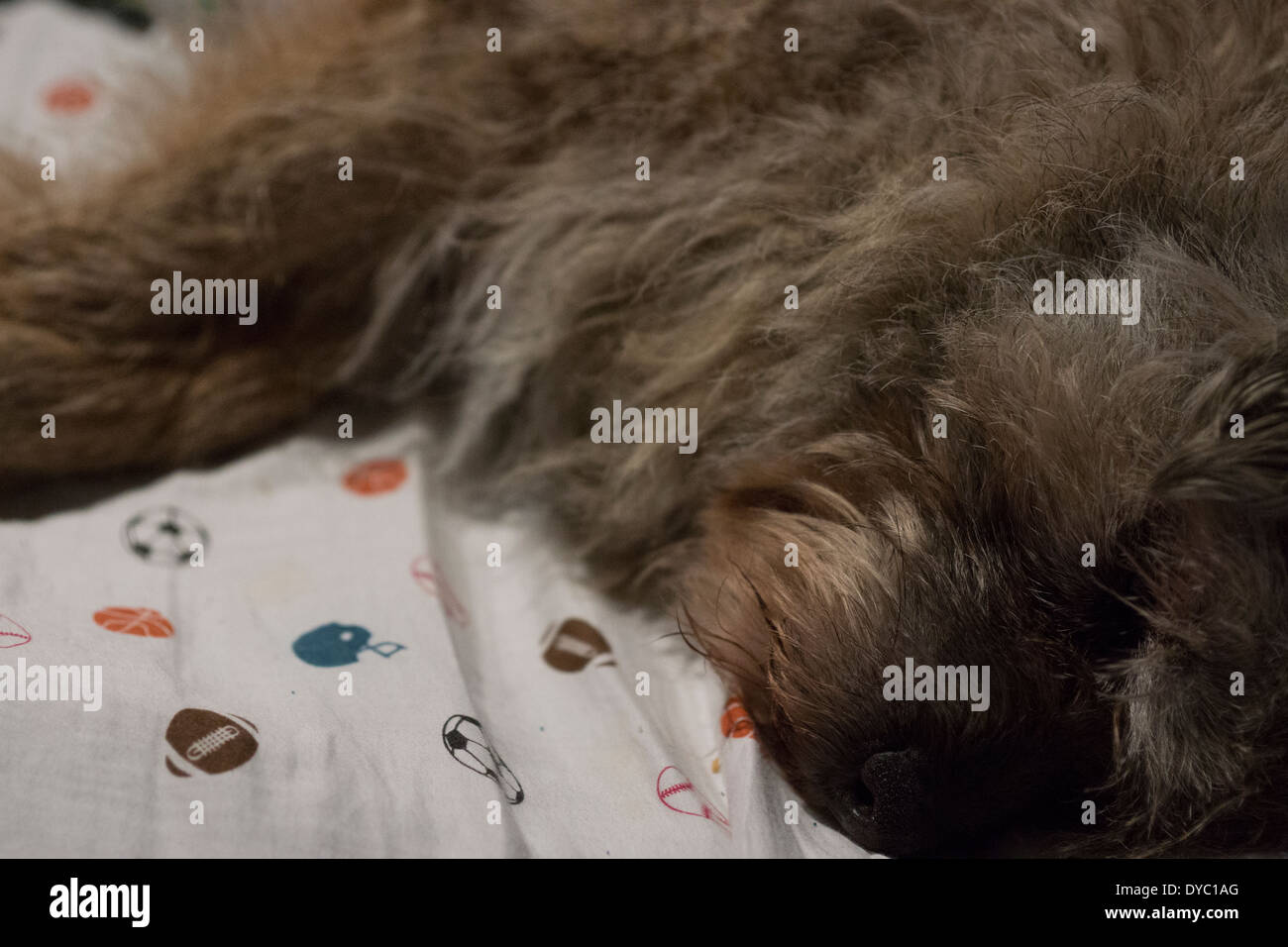 BORDER TERRIER zampa faccia orecchi SLEEPING Foto Stock